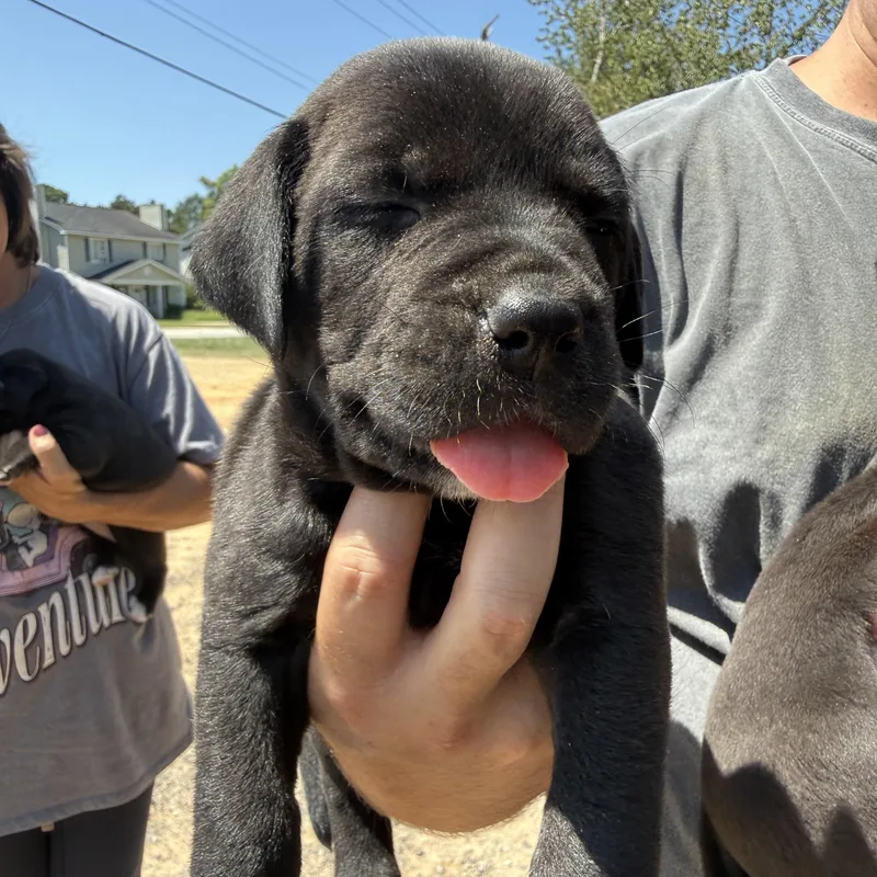 A baby medium-sized female Black Labrador Retriever dog named Amelia Earhart for adoption in Columbia, SC