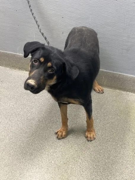 An adult large-sized female Rottweiler dog named Miranda for adoption in Las Vegas, NV