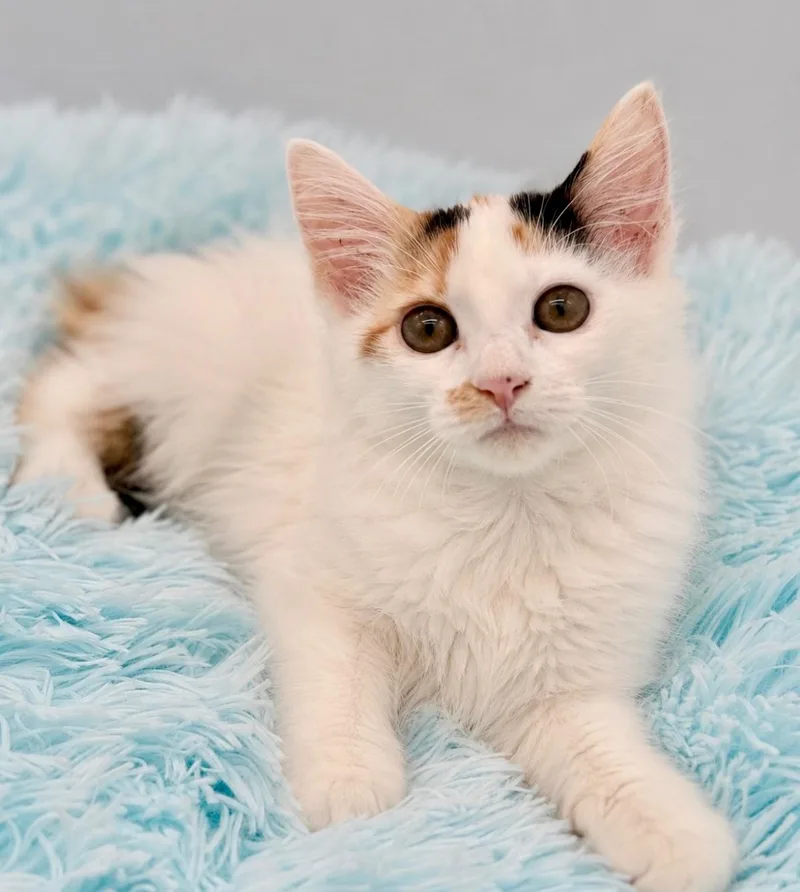 A baby medium-sized female Calico Domestic Long Hair cat named Agott for adoption in Covington, LA