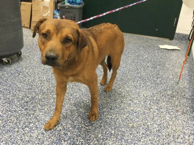 A young large-sized male German Shepherd Dog dog named Red for adoption in Thousand Palms, CA