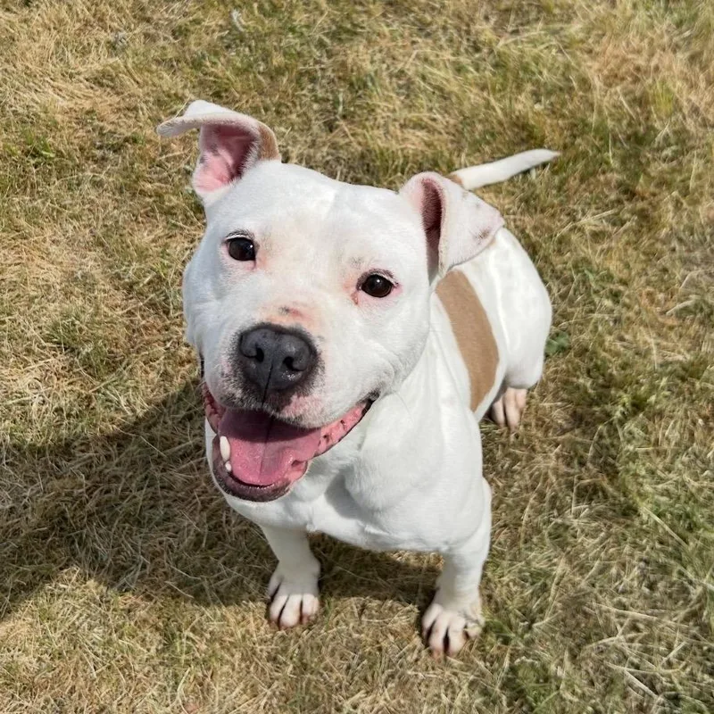 An adult small-sized female Mixed Breed dog named Baby for adoption in Mount Gilead, NC