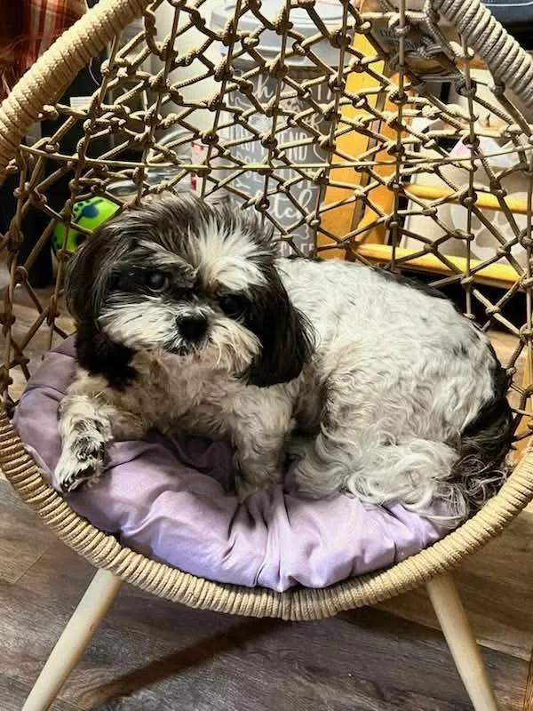 A senior medium-sized female Shih Tzu dog named Maggie for adoption in Candler, NC