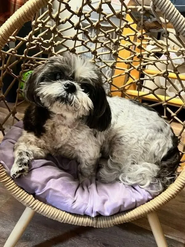 Maggie thumbnail 2