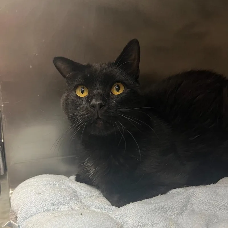 A senior medium-sized male Black Domestic Short Hair cat named Crypt for adoption in Geneseo, IL