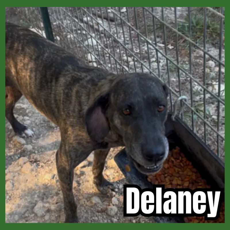 An adult medium-sized female Plott Hound dog named Delaney for adoption in Plano, TX