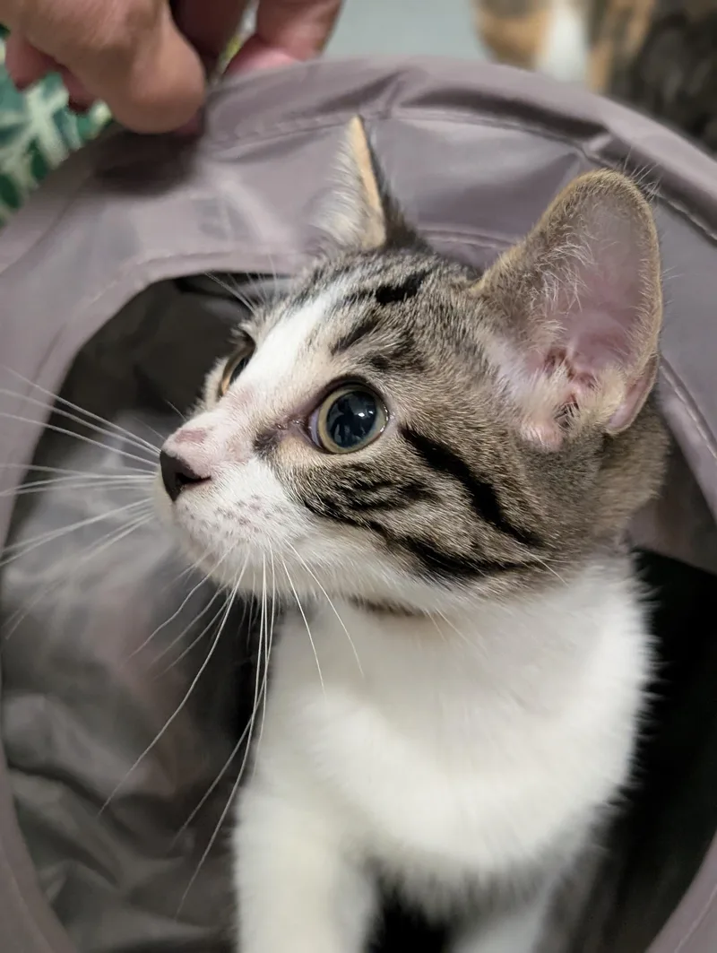 A baby medium-sized female Gray & White Domestic Short Hair cat named May for adoption in Tilton, IL