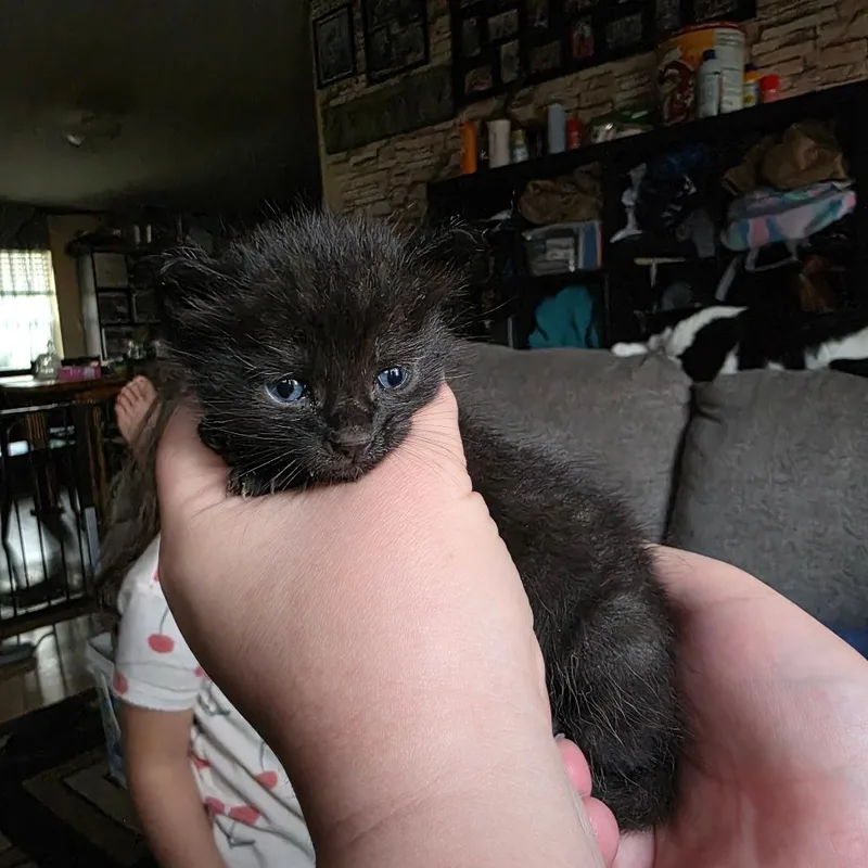 A baby small-sized male Domestic Short Hair cat named Merlow for adoption in Bristol, IN
