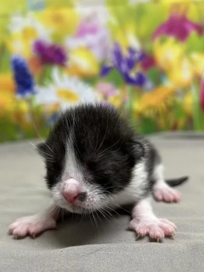 A baby small-sized male Domestic Short Hair cat named Wasabi for adoption in San Antonio, TX