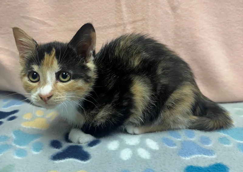 A baby medium-sized female Dilute Calico Domestic Short Hair cat named Vogue for adoption in Edinburg, VA
