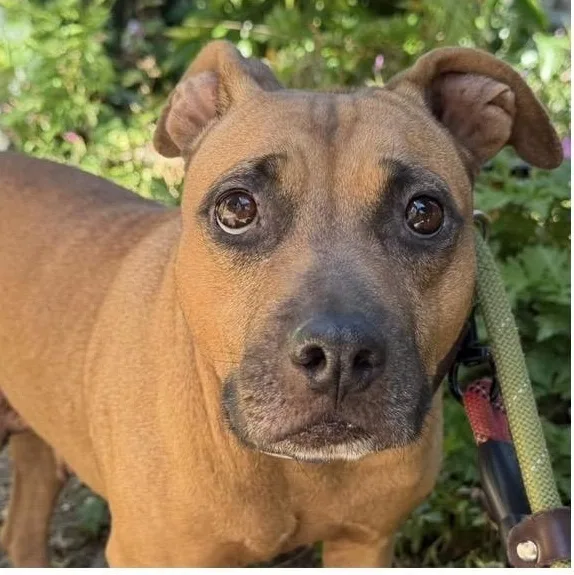 An adult medium-sized female Yellow / Tan / Blond / Fawn Pit Bull Terrier dog named Summer for adoption in Santa Rosa, CA
