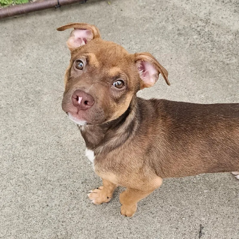 Daphne