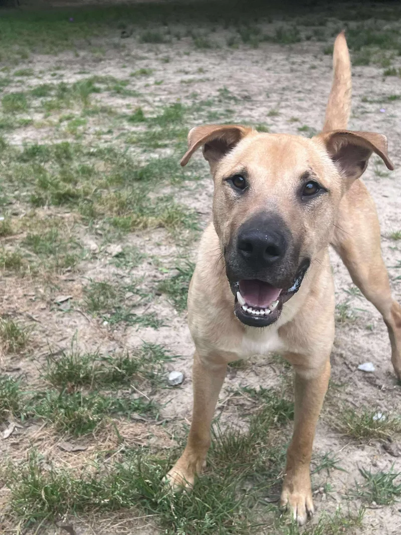 Cornbread thumbnail 3