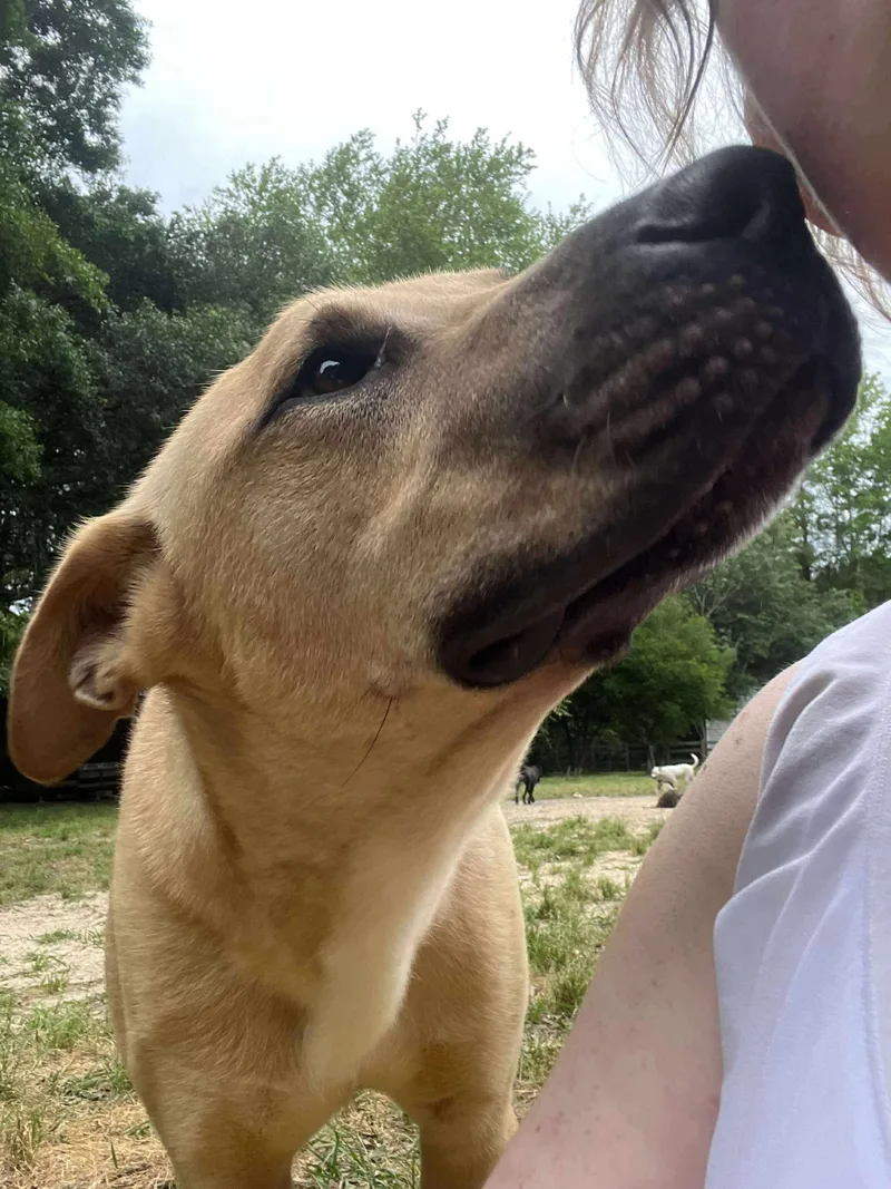 Cornbread thumbnail 4