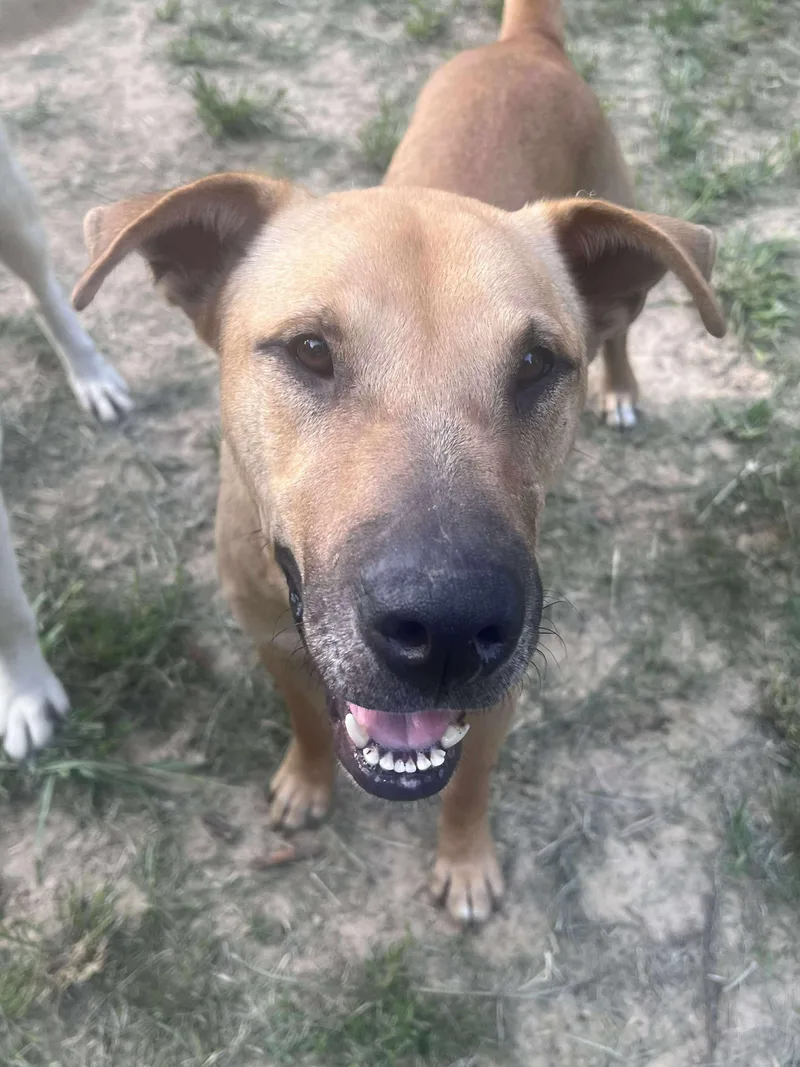 Cornbread thumbnail 5