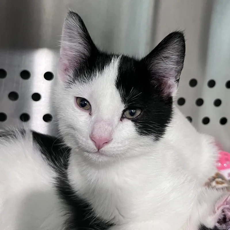 A baby small-sized male White Domestic Short Hair cat named Dairy Air for adoption in Washburn, MO