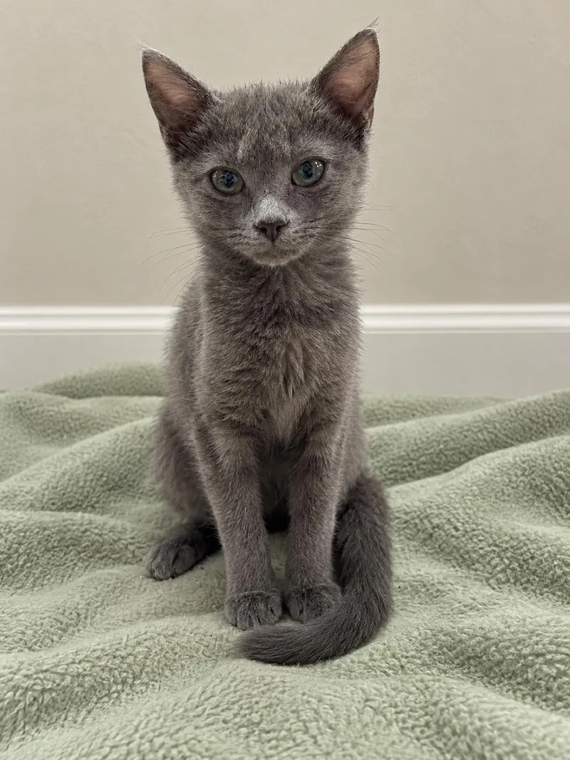 A baby medium-sized female Gray / Blue / Silver Domestic Short Hair cat named Juniper for adoption in Greensboro, NC