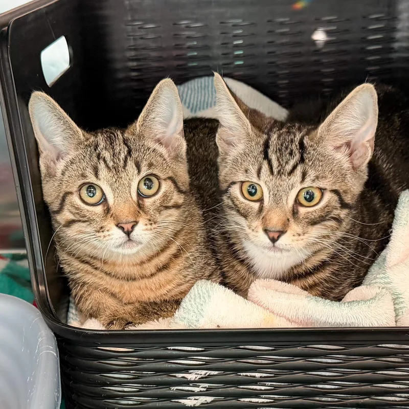 A baby medium-sized female Tabby (Brown / Chocolate) Domestic Short Hair cat named Storm & Thunder for adoption in Providence Forge, VA