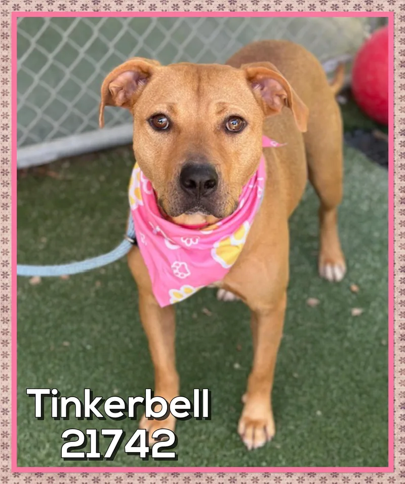 A young medium-sized female Brown / Chocolate Black Mouth Cur dog named Tinkerbell for adoption in Marietta, GA