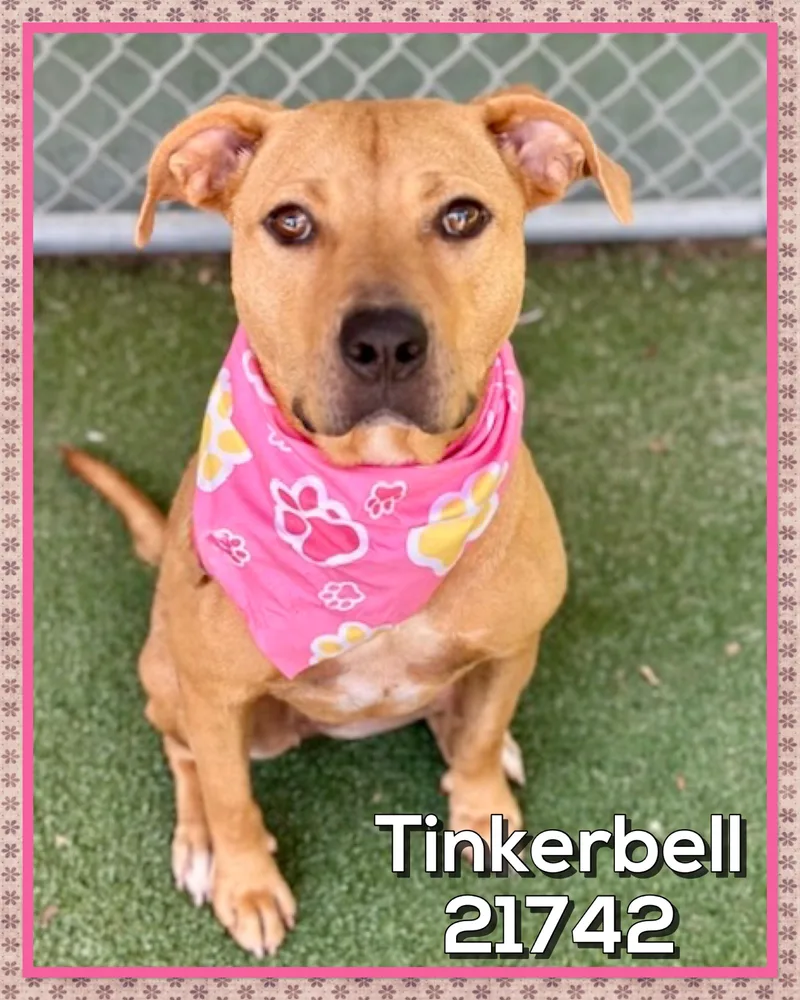 Tinkerbell thumbnail 2