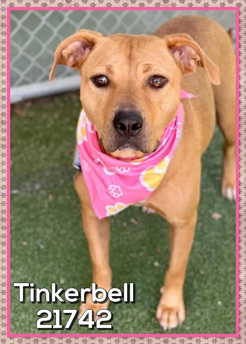 Tinkerbell thumbnail 3