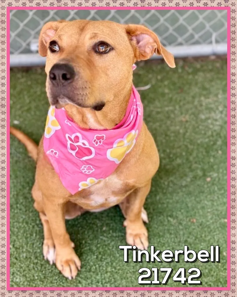 Tinkerbell thumbnail 4