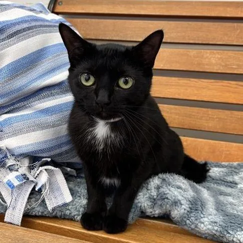A young medium-sized female Black Domestic Short Hair cat named Rosie for adoption in Hawthorne, CA