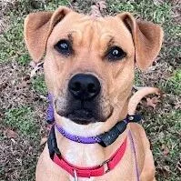A young medium-sized female Yellow / Tan / Blond / Fawn Terrier dog named Hazel Ii for adoption in Calverton, NY