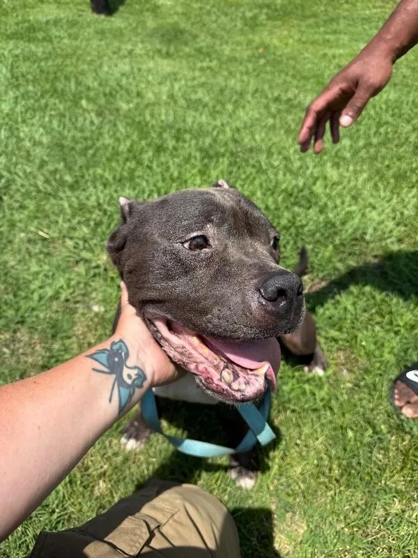 A senior medium-sized male Mixed Breed dog named Stanley for adoption in Alamo, TN