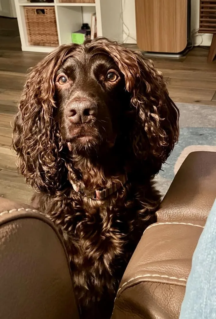 Yogi Bear thumbnail 2