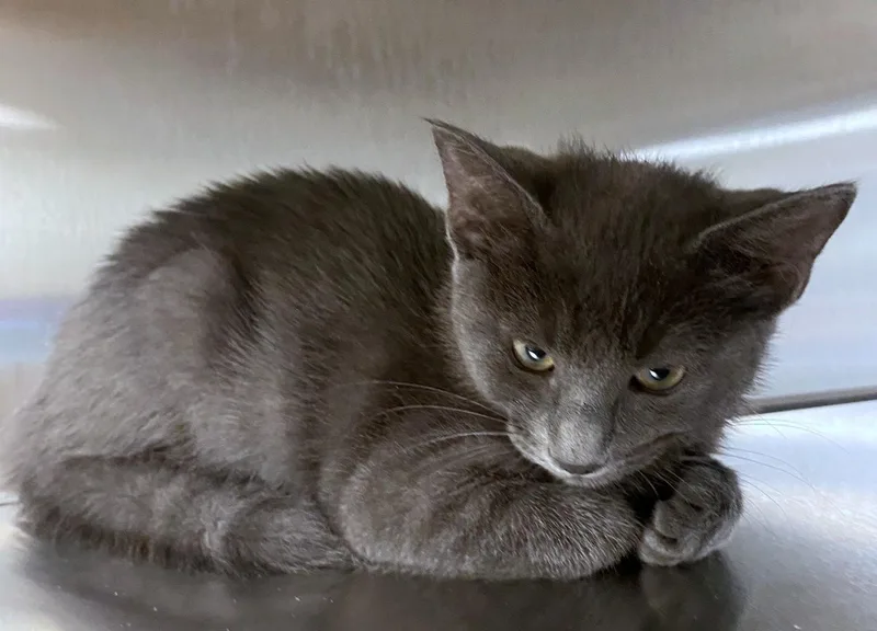 A baby medium-sized female Domestic Short Hair cat named Heather A for adoption in Plano, TX