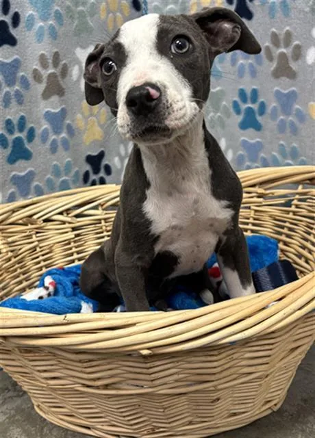 A baby small-sized male Staffordshire Bull Terrier dog named Donte for adoption in Rosenberg, TX