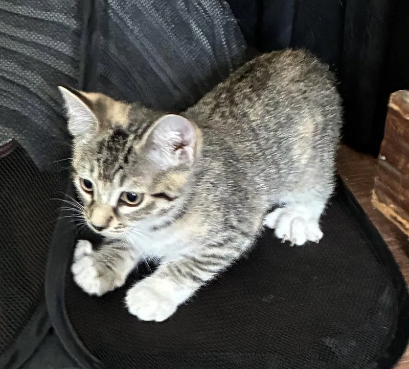 A baby medium-sized female Tabby cat named Freya for adoption in Buford, GA