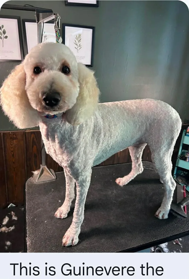 An adult medium-sized female Standard Poodle dog named Guinevere for adoption in Houston, TX
