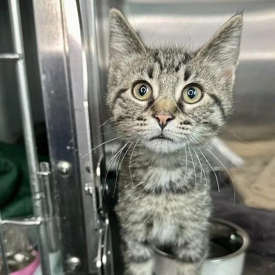 A baby small-sized male Brown / Chocolate Domestic Short Hair cat named Willis for adoption in Matteson, IL