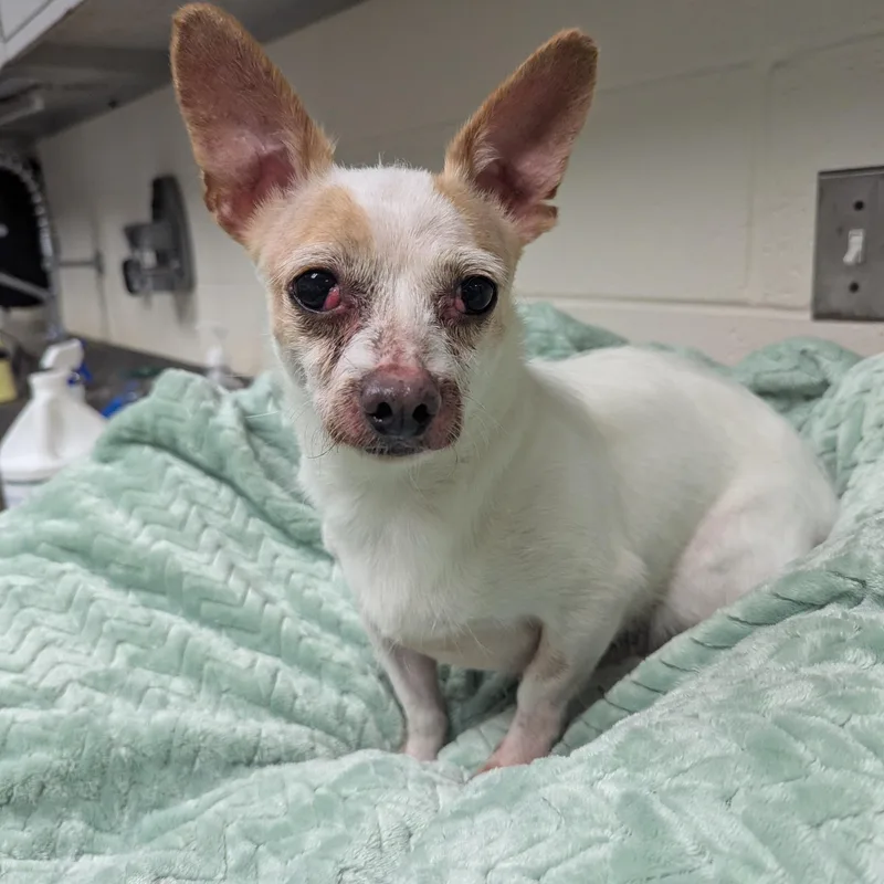 A young small-sized female Chihuahua dog named Rosemary for adoption in Stratford, CT