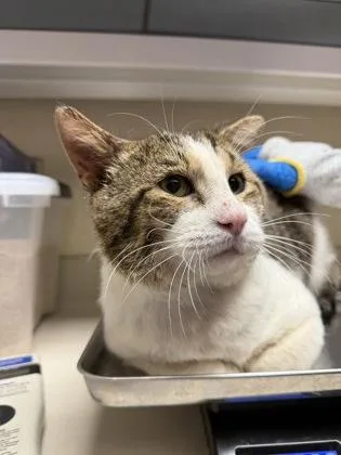 An adult medium-sized male Buff / Tan / Fawn Domestic Short Hair cat named Handsome Harold for adoption in Wichita, KS