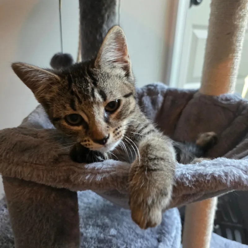 A baby medium-sized female Tabby (Brown / Chocolate) Domestic Short Hair cat named Chia Pet for adoption in Richmond, VA