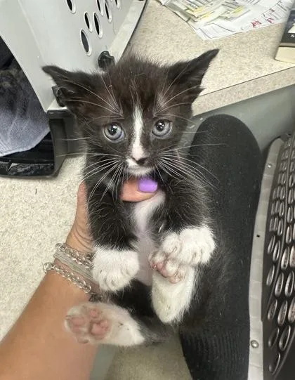 A baby small-sized male Domestic Short Hair cat named Sneezy for adoption in Palm Coast, FL