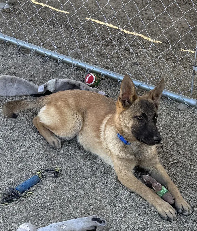 A baby large-sized female Belgian Shepherd / Malinois dog named Sarah for adoption in Stagecoach, NV