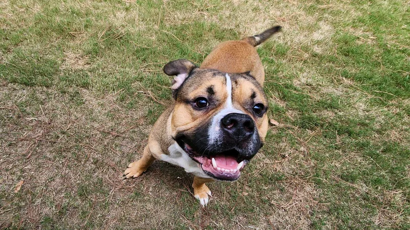 A young large-sized male Bulldog dog named Muscles for adoption in North Augusta, SC