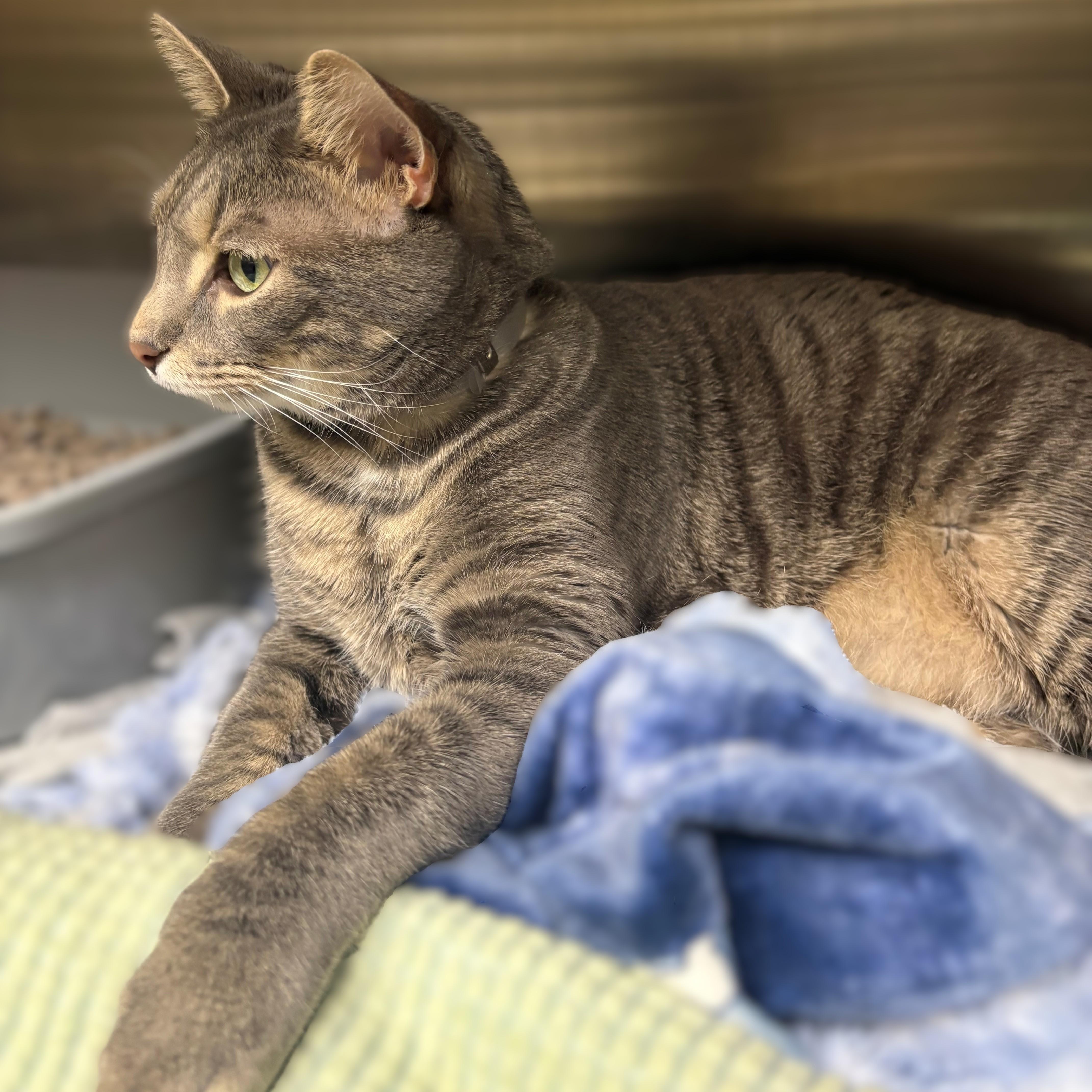 An adult large-sized male Tabby (Gray / Blue / Silver) Domestic Short Hair cat named Kobe for adoption in Columbia, MD