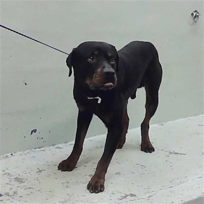 An adult large-sized male Rottweiler dog named King for adoption in Houston, TX