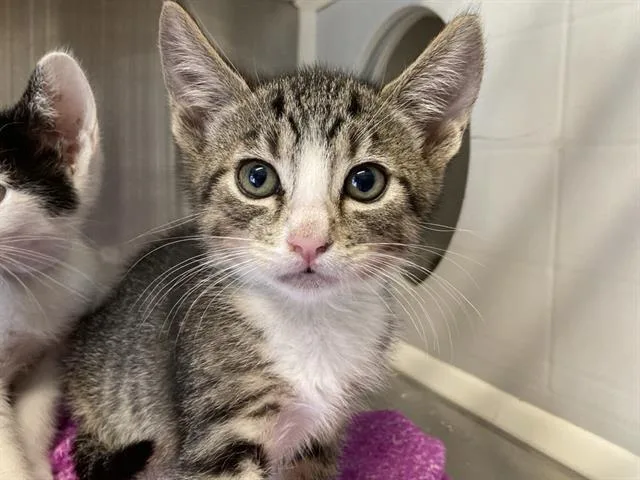 A baby small-sized male Domestic Short Hair cat named Rascal for adoption in Tustin, CA