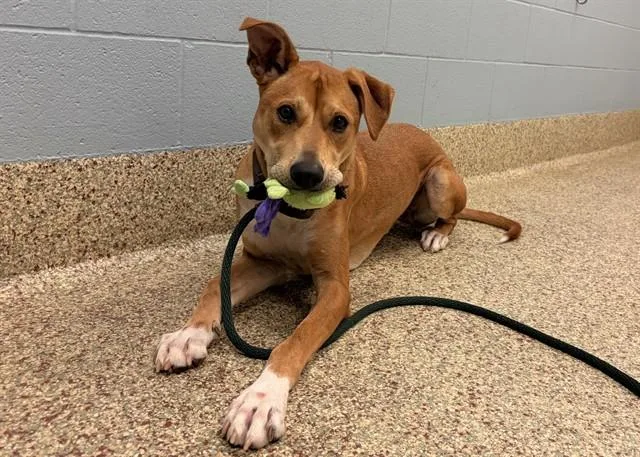A young large-sized male American Staffordshire Terrier dog named Kodi for adoption in Colorado Springs, CO