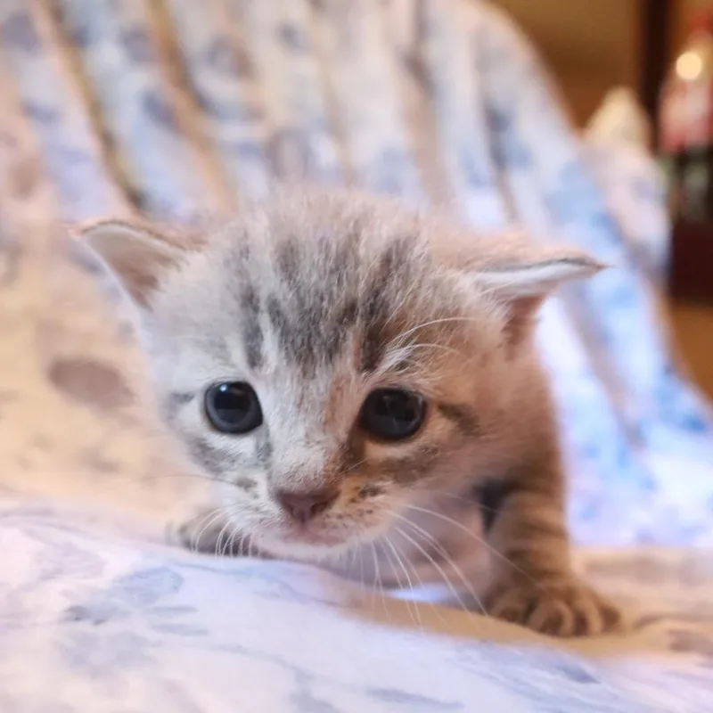 A baby small-sized female Gray / Blue / Silver Domestic Short Hair cat named Cressida Cowper for adoption in Columbiana, AL