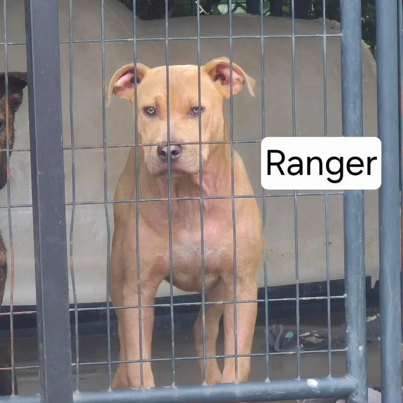 A young medium-sized male Yellow / Tan / Blond / Fawn Pit Bull Terrier dog named Ranger for adoption in Dover, AR