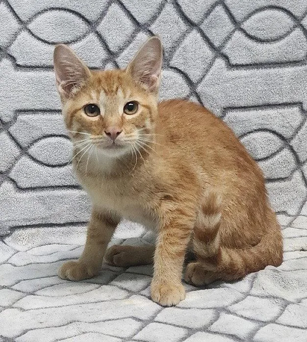 A young medium-sized male Orange / Red Domestic Short Hair cat named Quasar for adoption in Wetumpka, AL