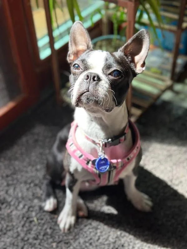 A young small-sized female Boston Terrier dog named Everest for adoption in Kennewick, WA