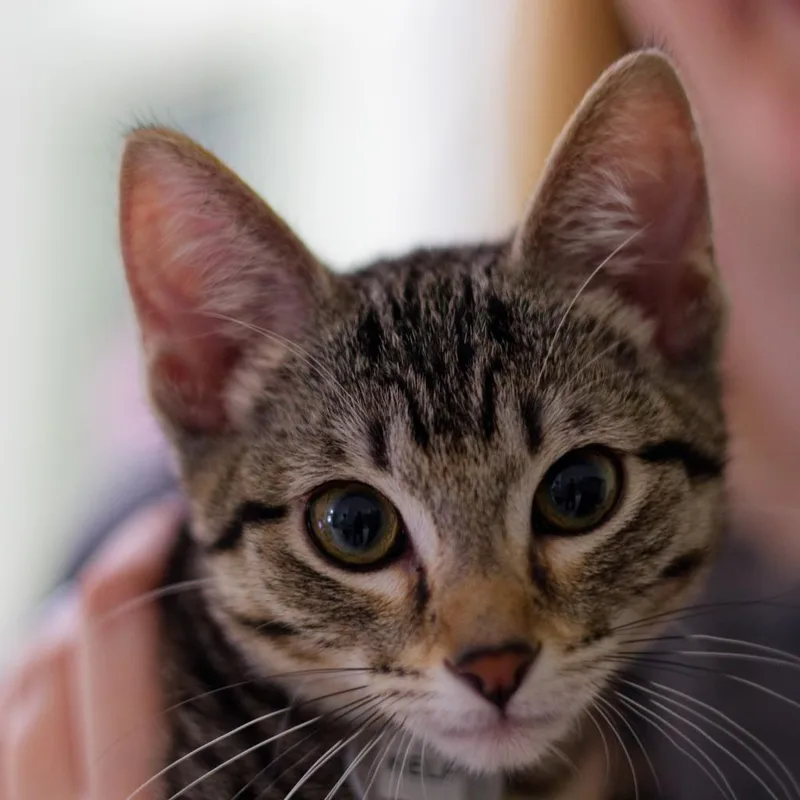 A baby medium-sized female Domestic Short Hair cat named Kelp for adoption in Hot Springs, AR
