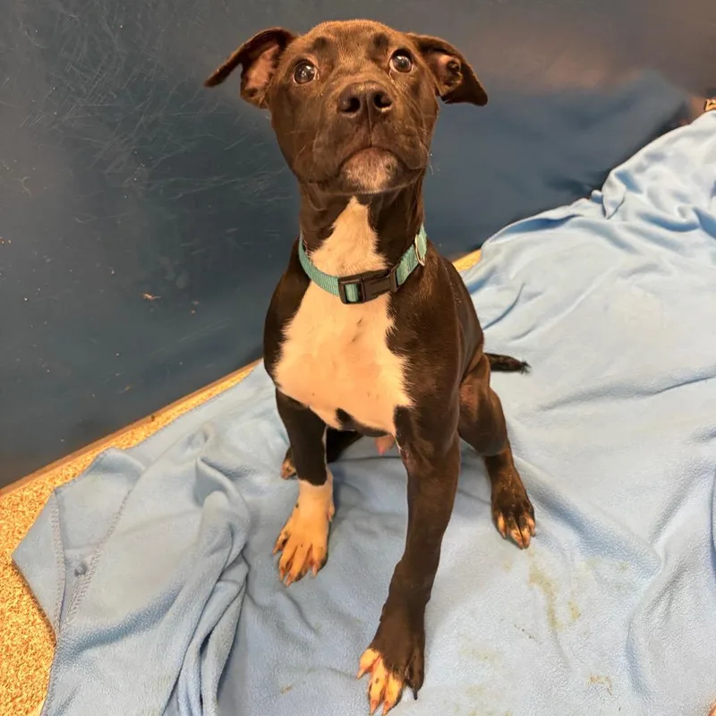 A baby medium-sized male Black Mixed Breed dog named Mj for adoption in Washington Township, OH